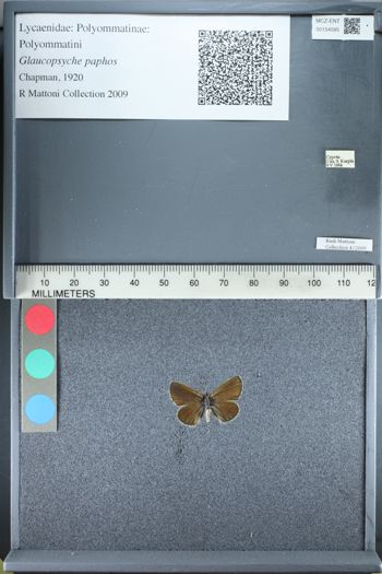 Media type: image;   Entomology 154585